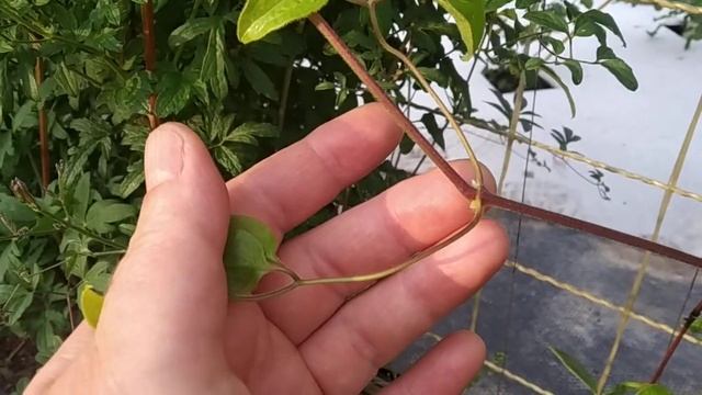 лучшие черенки для укоренения клематисов смотреть онлайн