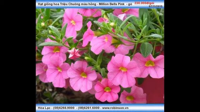 Hạt giống hoa Triệu Chuông màu hồng - Million Bells смотреть онлайн
