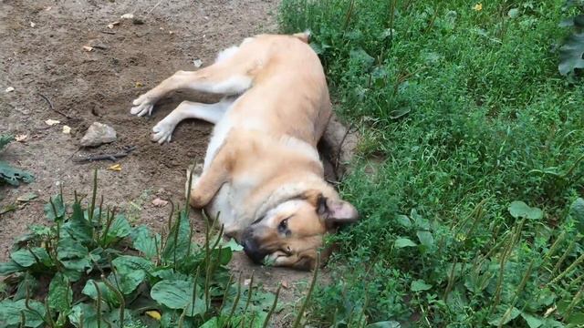 КОХИНОР смотреть онлайн