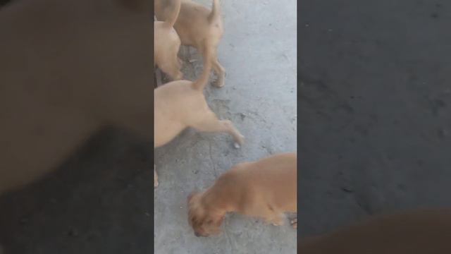 американский булли хл щенки в продажи 89063191714 вотцап смотреть онлайн