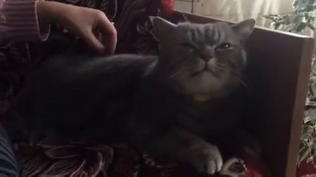 Кот чмокает при прикосновениях смотреть онлайн