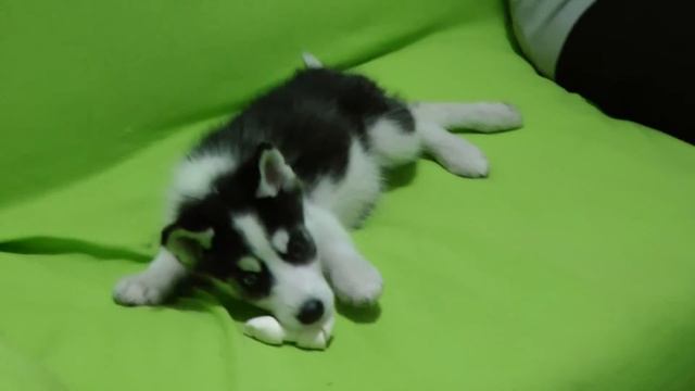 Panasonic HS-700 Video Test смотреть онлайн