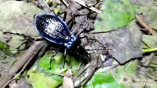 Жужелица плутающая ?Занесена в Красную Книгу смотреть онлайн