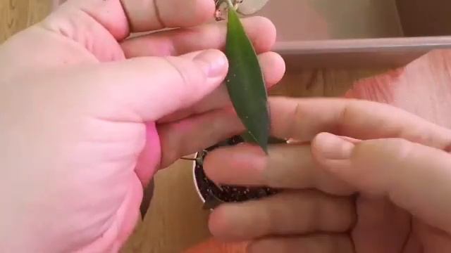 Обзор хой Часть 4 смотреть онлайн