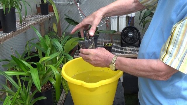 Phalaenopsis and phostrogen. смотреть онлайн