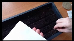 Посев гвоздики Диана