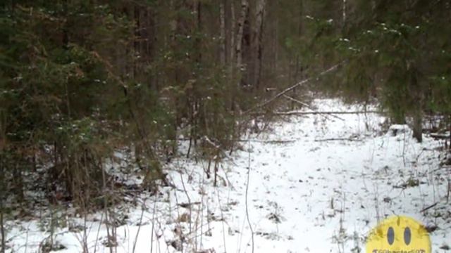 Охота на зайца с гончими 14.10.13 - Hunting the hare with dogs 14.10.13