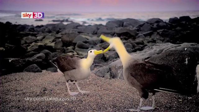 BEAK FIGHT смотреть онлайн
