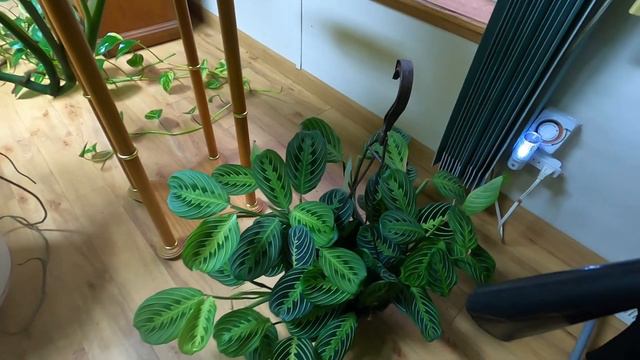 Plant room tour -new lay out. смотреть онлайн