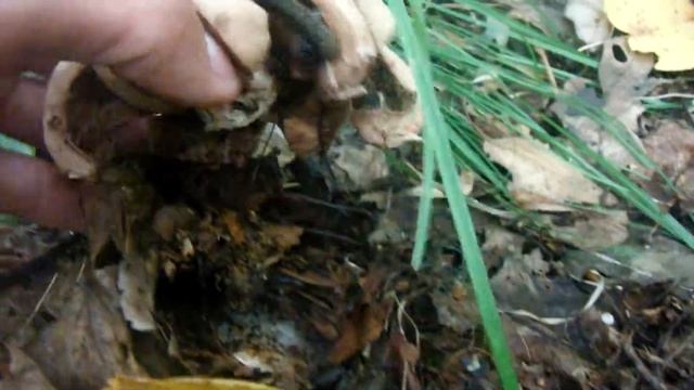 КОСМИЧЕСКИЕ ГРИБЫ смотреть онлайн