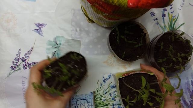 Этап 3. Стрижка томатов по методу Миттлайдера! смотреть онлайн