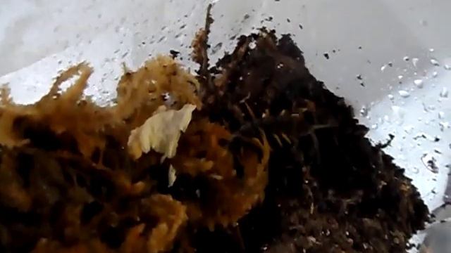 Сколопендра смотреть онлайн