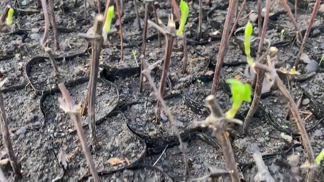 Размножение клематисов одревесневшими черенками в зимний период. смотреть онлайн