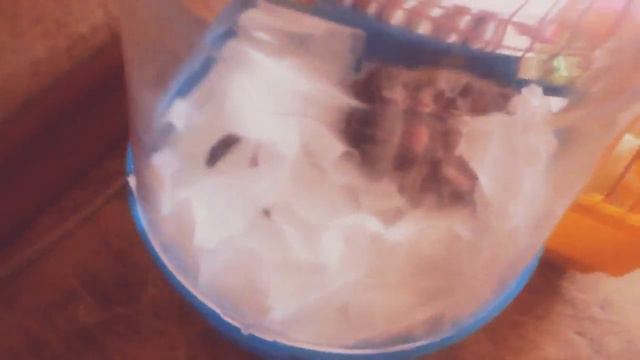 Хомячёк сладко спит| Хомяк Стёпа смотреть онлайн