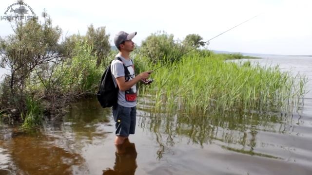 Спиннинг MAXIMUS Smuggler. Окунь на отводной поводок. Kamfish смотреть онлайн