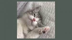 пошлая молли - нон стоп (speed up)