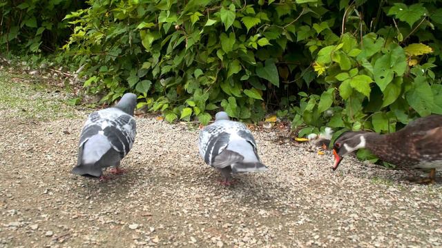 Cat TV for Cats to Watch 😺 Pigeons in love. Party of blackbirds, ducks 🐦 8 Hours(4K HDR) смотреть онлайн