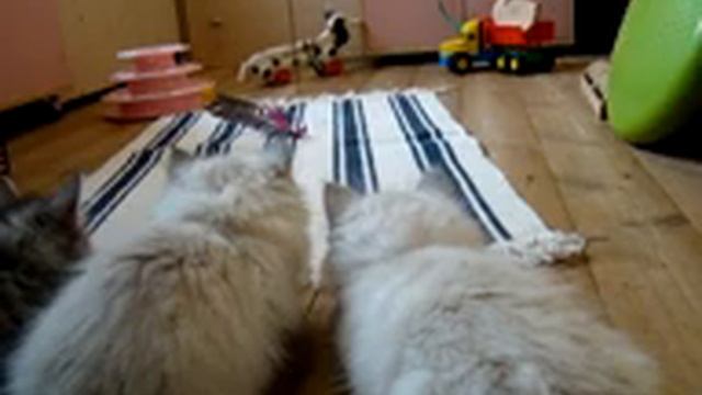 Баюн, Бонд и Бетти смотреть онлайн