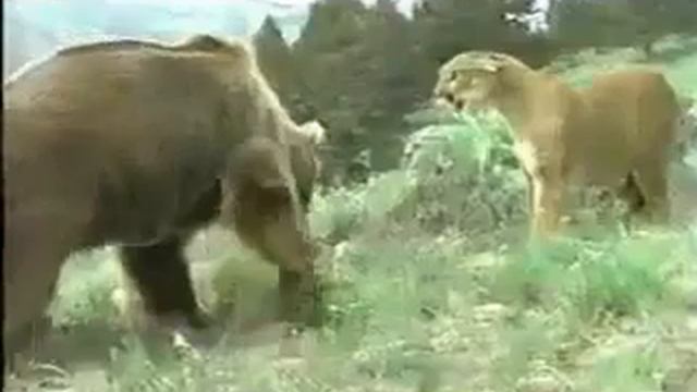 Животное мочилово смотреть онлайн