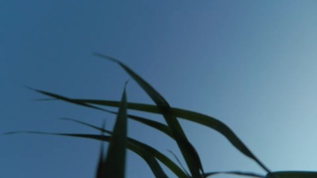 Показываю природу!Звуки природы, пение птиц, Звуки Леса, для релаксации, сна. смотреть онлайн