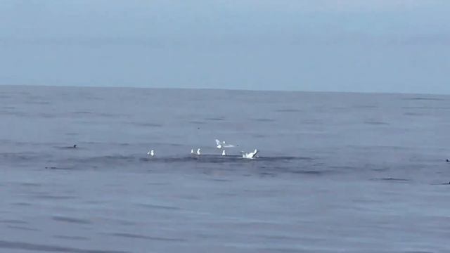 Gannets feeding on large fish, Irish Sea - Test Panasonic HC-V510 смотреть онлайн