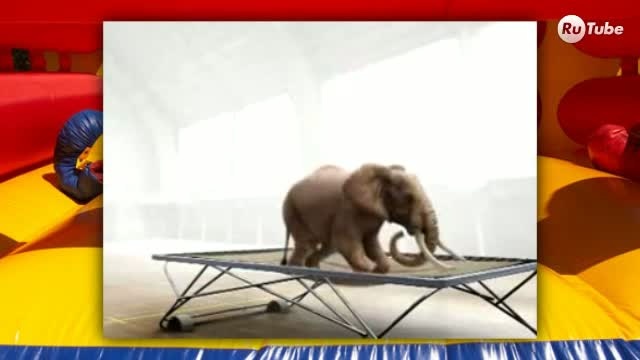 Зверюшки на батутах смотреть онлайн