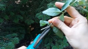 Кариоптерис  Размножение