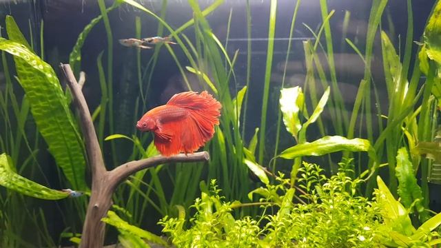 Betta tank. Петух + гуппи Эндлера 22л смотреть онлайн