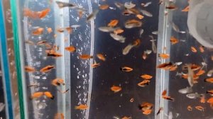 Обзор аквариумных рыбок на разводне Моя мини разводня