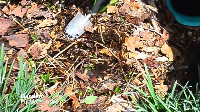 FREE Hellebore Seedlings 🌀🌋☔️ Where to find them and how to grow them - Lenten Rose - Christmas Ros смотреть онлайн