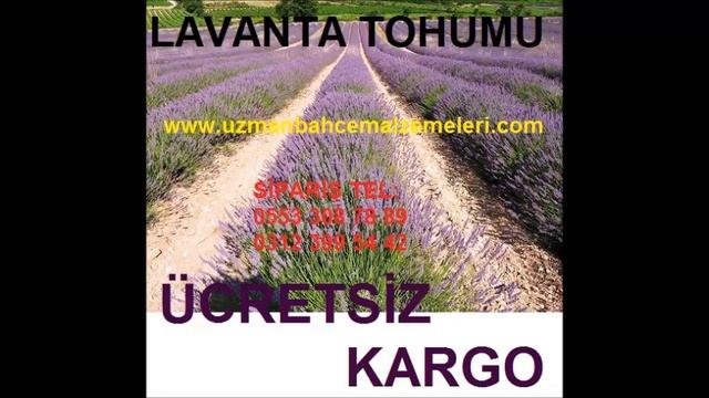 mccaffrey susie lavandula angustifolia lavender blue flowers in dappled sunlight смотреть онлайн