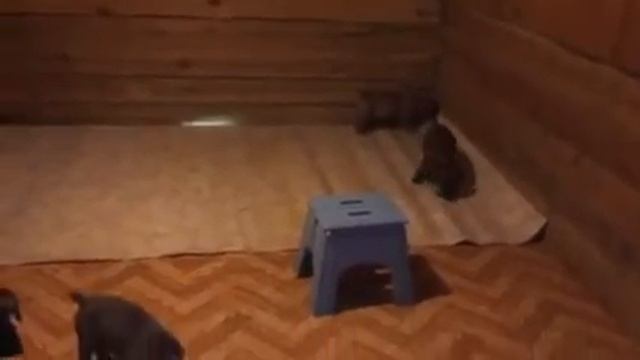 ЮА бурбуль "Элвиш Конкорд А..." смотреть онлайн