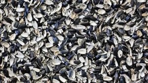 Шелуха семечек подсолнечника как удобрение для огорода