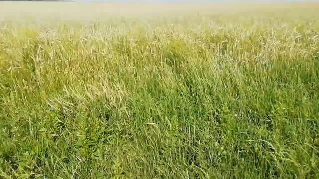 Поездка за водой на мотоблоке. На родник. Состояние пшеницы на 24.03.21. (озимая# смотреть онлайн