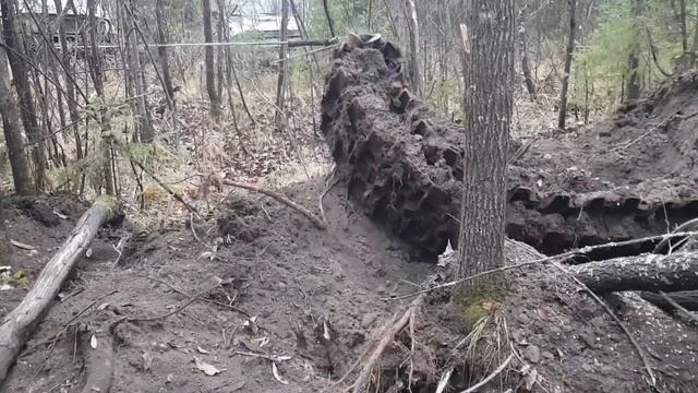 Посетили старые лесные делянки в поисках чермета.Нашли много интересного. смотреть онлайн