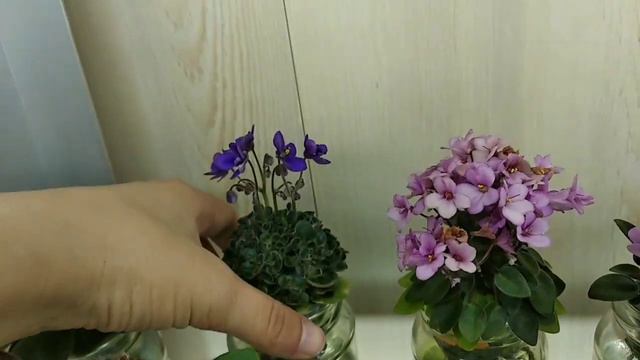 Стелаж з фіалками після 4 діб недогляду, мінісенполії, African violets смотреть онлайн