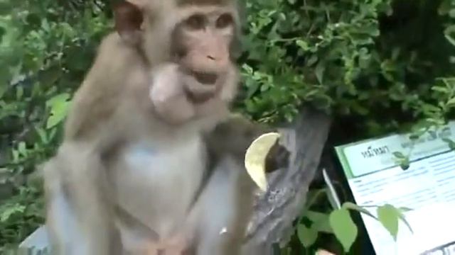 Самые прикольные животные