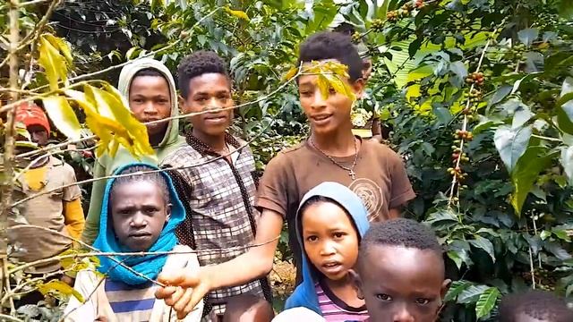 Прогулка по Кофейной Плантации в Эфиопии ● Или "Как я был КИТАЙЦЕМ"...)) смотреть онлайн