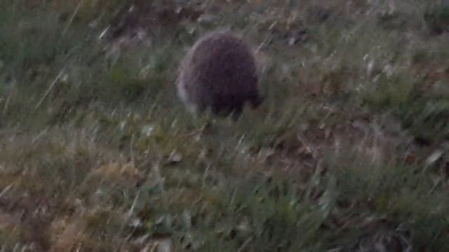 Еж проснулся после зимней спячки смотреть онлайн