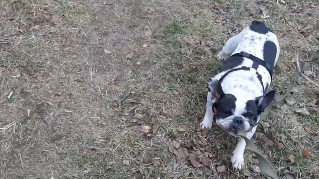 Французский бульдог Николь -  мамина помощница.