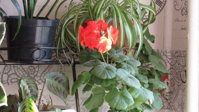 КАК ПРАВИЛЬНО УДОБРЯТЬ КОМНАТНЫЕ РАСТЕНИЯ ЗИМОЙ.