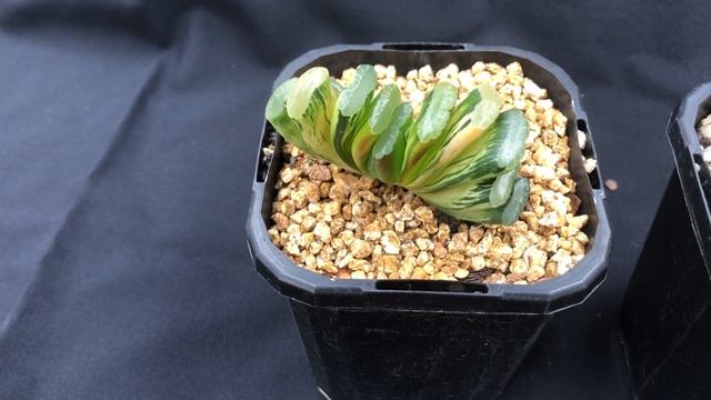 Haworthia truncata Collection - How to grow these succulents and Haworthia varieties. смотреть онлайн