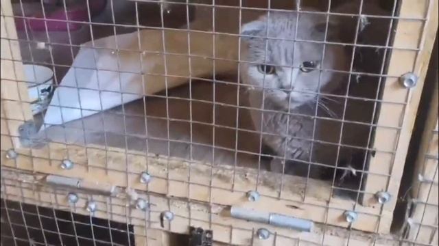 Котики ДОРЫ ищут ДОМ! || Цыгане и шарпеи || Испуганная собачка и красивый котик || Благодарим ВАС!? смотреть онлайн