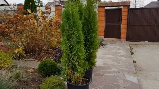 ЖИВАЯ ИЗГОРОДЬ из ТУИ: как избежать ошибки при посадке. смотреть онлайн