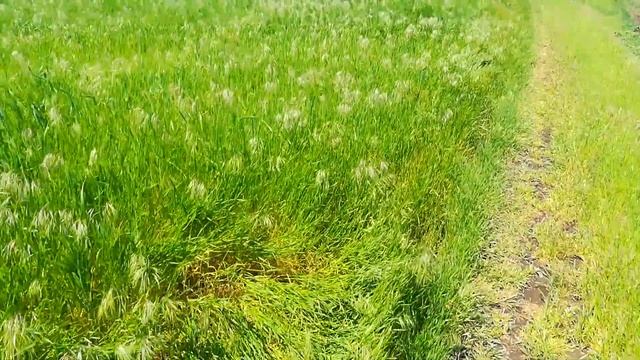 Злаковые сорняки на пшенице смотреть онлайн