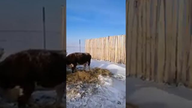 кормление животных смотреть онлайн