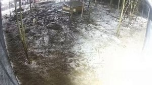 ЖЕСТКИЕ КАДРЫ с видеонаблюдения, Борьба Двух Волков - Черного и Белого‼️Кормлю двоих одинаково ‼️