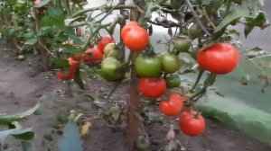Томат "Большая мамочка! Урожай 2020 года.