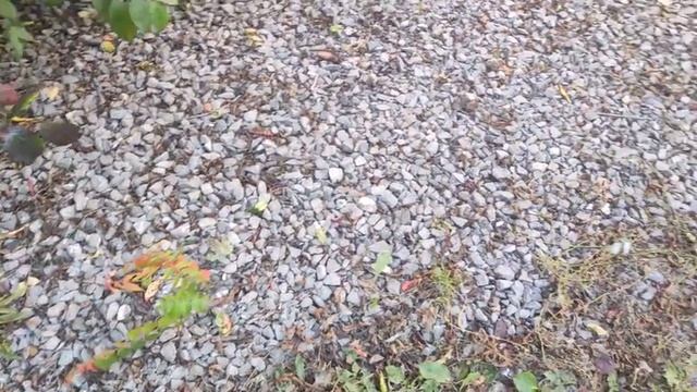 #149 Sumak octowiec "zemsta sąsiada", sumak odurzający (Rhus typhina L.) - przyjaciel czy wróg? смотреть онлайн