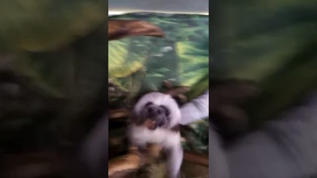 Показательное кормление двупалых ленивцев в Екатеринбургском зоопарке смотреть онлайн